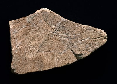 Petroglyph Representing a Deer, Parpallo Cave, Spain. Upper Paleolithic, Solutreen by Prehistoric Prehistoric