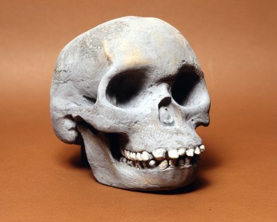 Piltdown Man: The Skull of a Primitive Man by Prehistoric Prehistoric