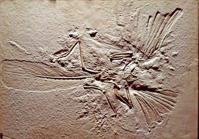 Prehistory: Fossil of the Bird Archaeopteryx by Prehistoric Prehistoric