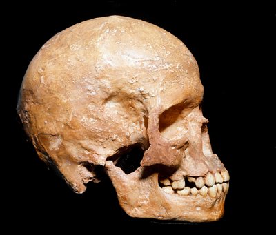 Fossil Skull of Homo Sapiens from Grimaldi by Prehistoric Prehistoric