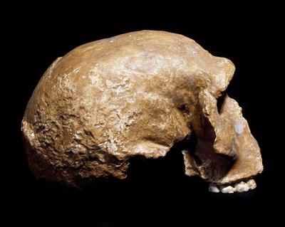 Fossil Skull of Homo Sapiens Pre Neanderthal by Prehistoric Prehistoric