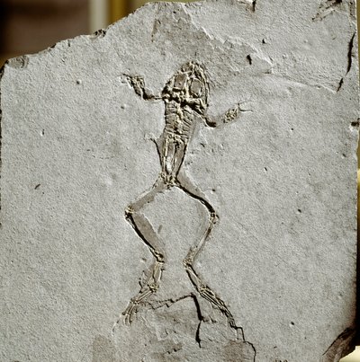 Prehistory: Frog Fossil from the Pueyoi da Tervel Site in Spain by Prehistoric Prehistoric