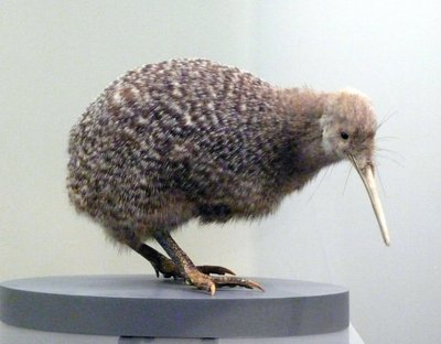 Sample Bird Stuffed Kiwi (Apterygidae), Unable to Fly. Auckland Museum, New Zealand by Prehistoric Prehistoric