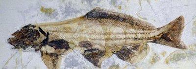 Sturgeon Fossil Footprint, Lower Cretaceous by Prehistoric Prehistoric