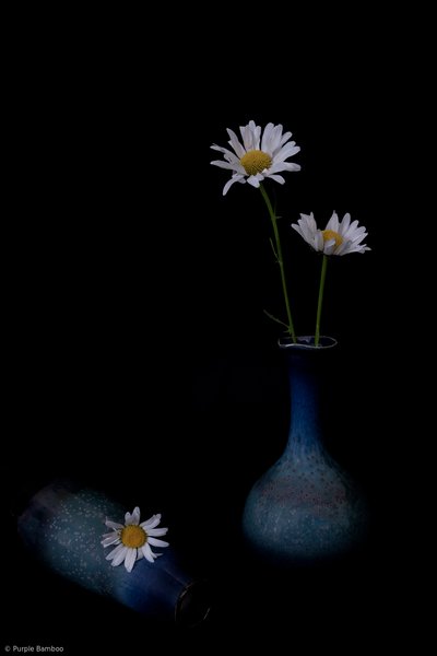 Elegant Daisies in Blue by Purple Bamboo