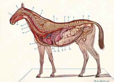 Vertical Section of the Body of a Horse by RE Holding