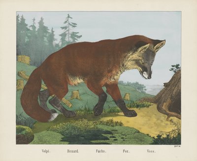 Fox by R. Schulz