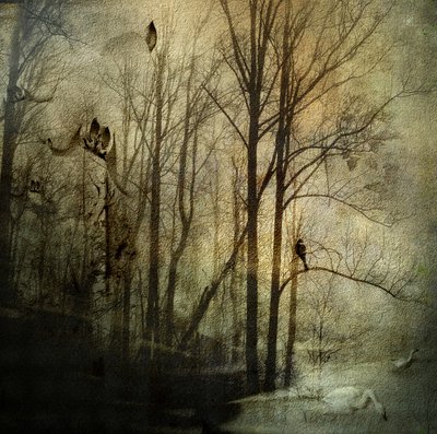Mysterious Winter Woods by Rachel Pansky