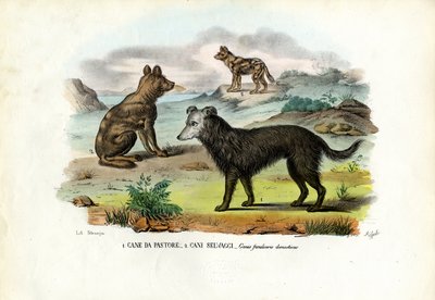 Dogs by Raimundo Petraroja