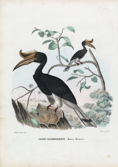 Great Hornbill by Raimundo Petraroja