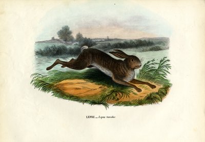 Mountain Hare by Raimundo Petraroja