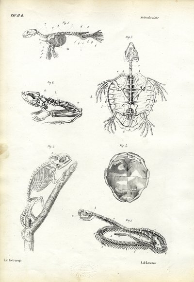 Turtle, 1863-79 by Raimundo Petraroja