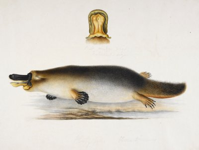 A duck-billed platypus by a pool, with a detail of its bill by Ram Sita