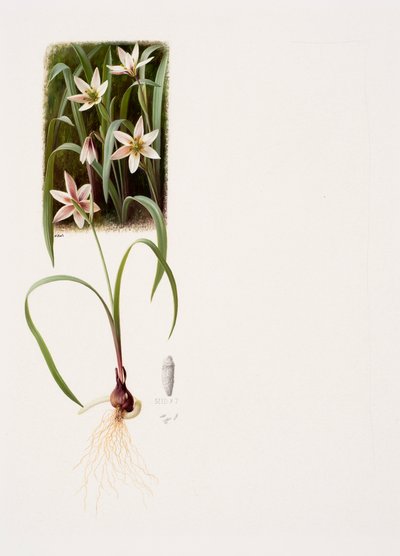 Amana edulis by Raymond Booth