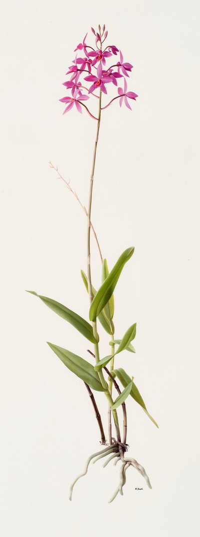 Barkeria skinneri by Raymond Booth
