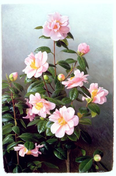 Camellia Japonica Variety by Raymond Booth
