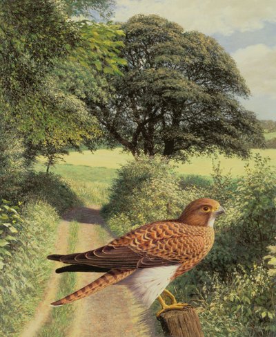 Falcon on Gatepost by Raymond Booth