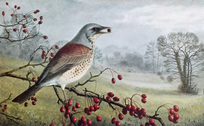 Fieldfare by Raymond Booth