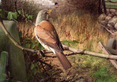 Fieldfares at Eccup, West Yorkshire by Raymond Booth
