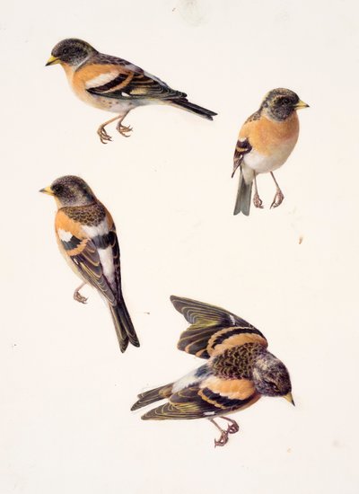 Four Studies of a Brambling by Raymond Booth