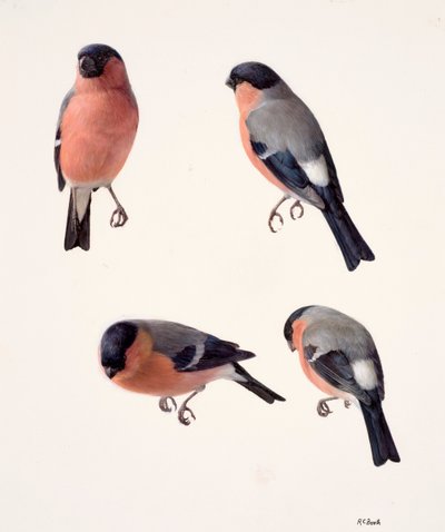 Four studies of a bullfinch by Raymond Booth