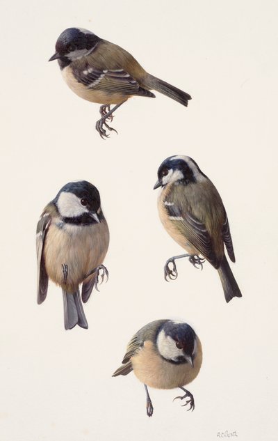 Four studies of a coal tit by Raymond Booth