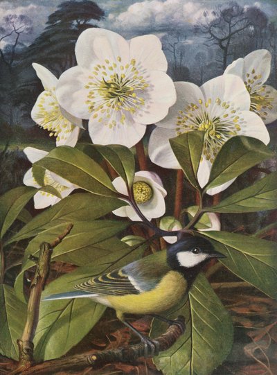 Great Tit with Christmas Rose by Raymond Booth