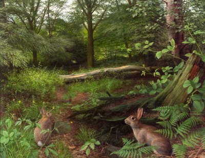 In the woods - a midsummer evening (13) by Raymond Booth
