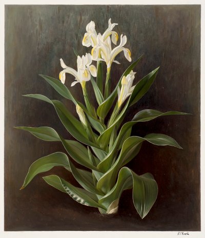 Iris willmottiana alba by Raymond Booth