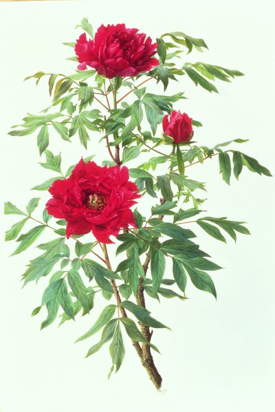 Japanese Tree Peony by Raymond Booth