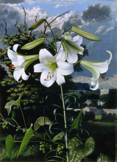 Lilium Emerald by Raymond Booth