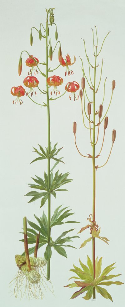 Lilium Pardalinum by Raymond Booth