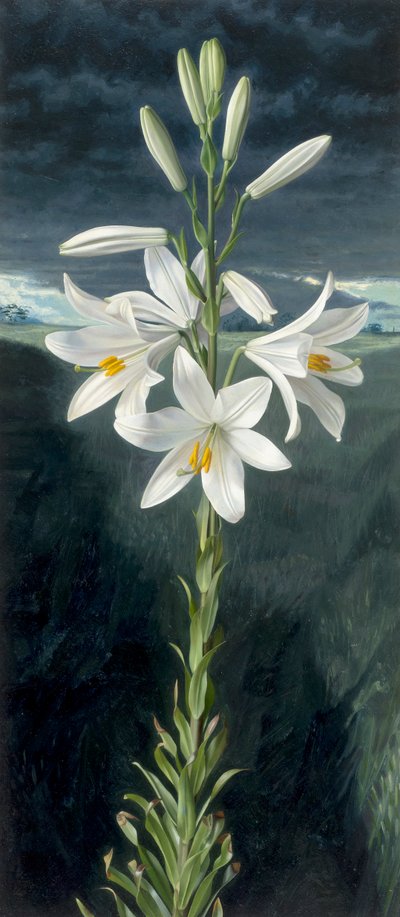 Madonna lily by Raymond Booth