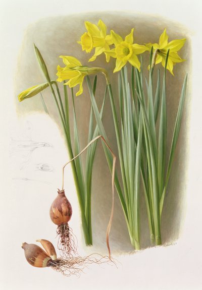 Narcissus Hispanicas Bujei by Raymond Booth