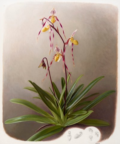 Orchid by Raymond Booth
