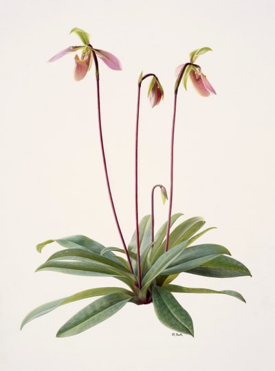 Paphiopedilum appletonianum by Raymond Booth