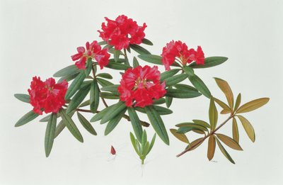 Rhododendron Microgynum by Raymond Booth