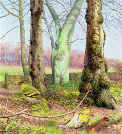 Siskins on a March Morning by Raymond Booth