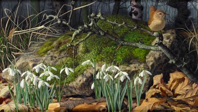 Snowdrops and Wren by Raymond Booth