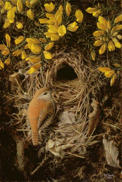 Study of a Wren at its Nest in a Gorse Bush by Raymond Booth