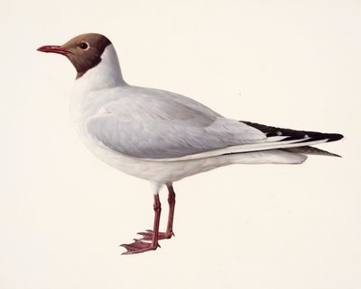 Study of a Black-headed Gull by Raymond Booth