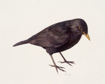 Study of a blackbird by Raymond Booth