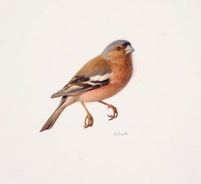 Study of a Chaffinch by Raymond Booth