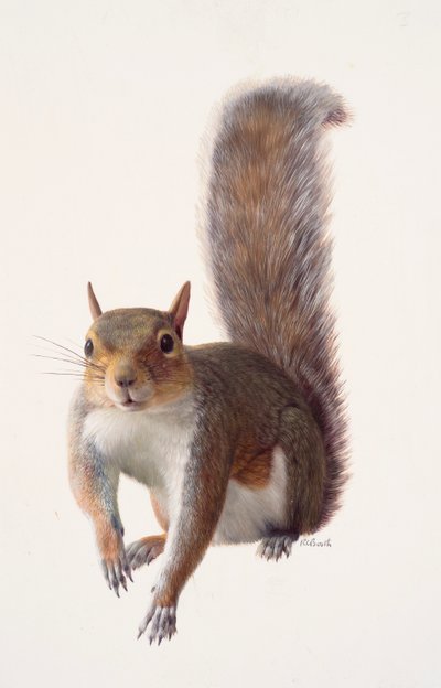 Study of a grey squirrel by Raymond Booth