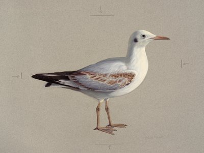 Study of a juvenile black-headed gull in winter plumage by Raymond Booth