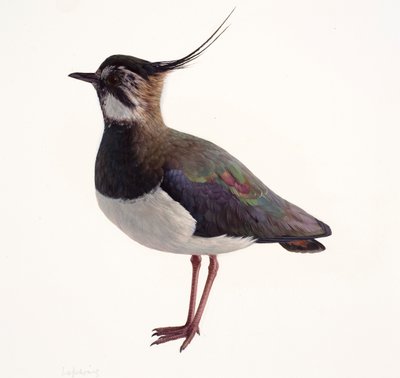 Study of a Lapwing by Raymond Booth