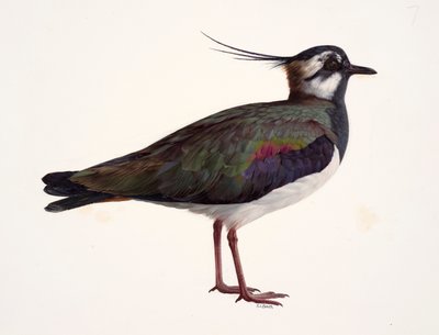 Study of a lapwing by Raymond Booth