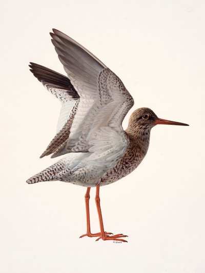 Study of a red shank by Raymond Booth