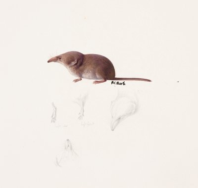 Study of a Shrew by Raymond Booth