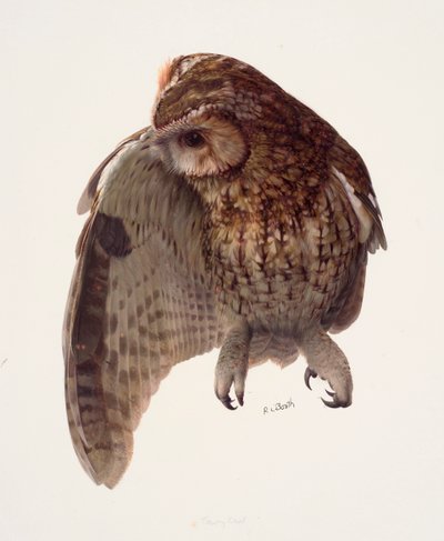 Study of a tawny owl by Raymond Booth